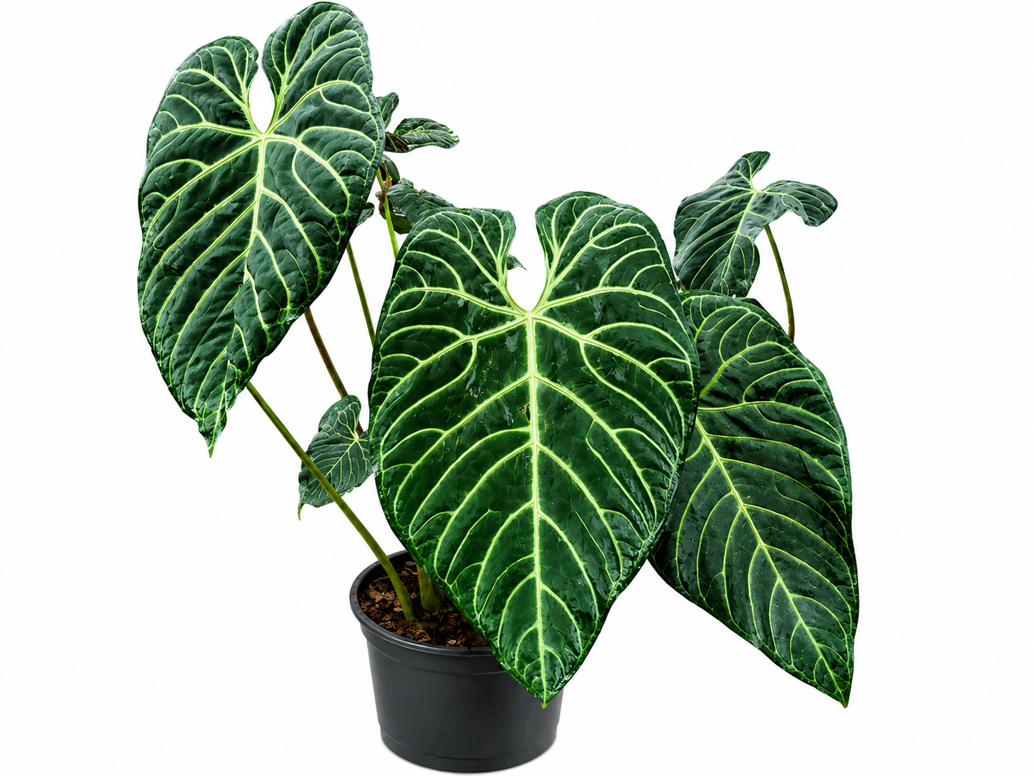 Anthurium Regale TC