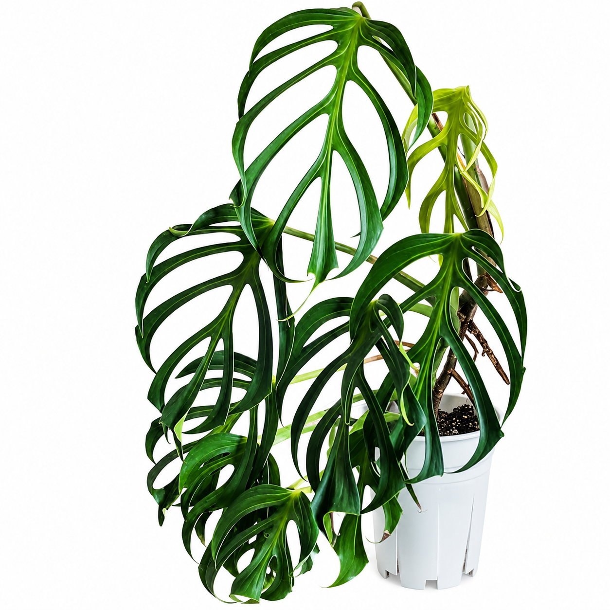 Monstera Burle Marx Flame TC