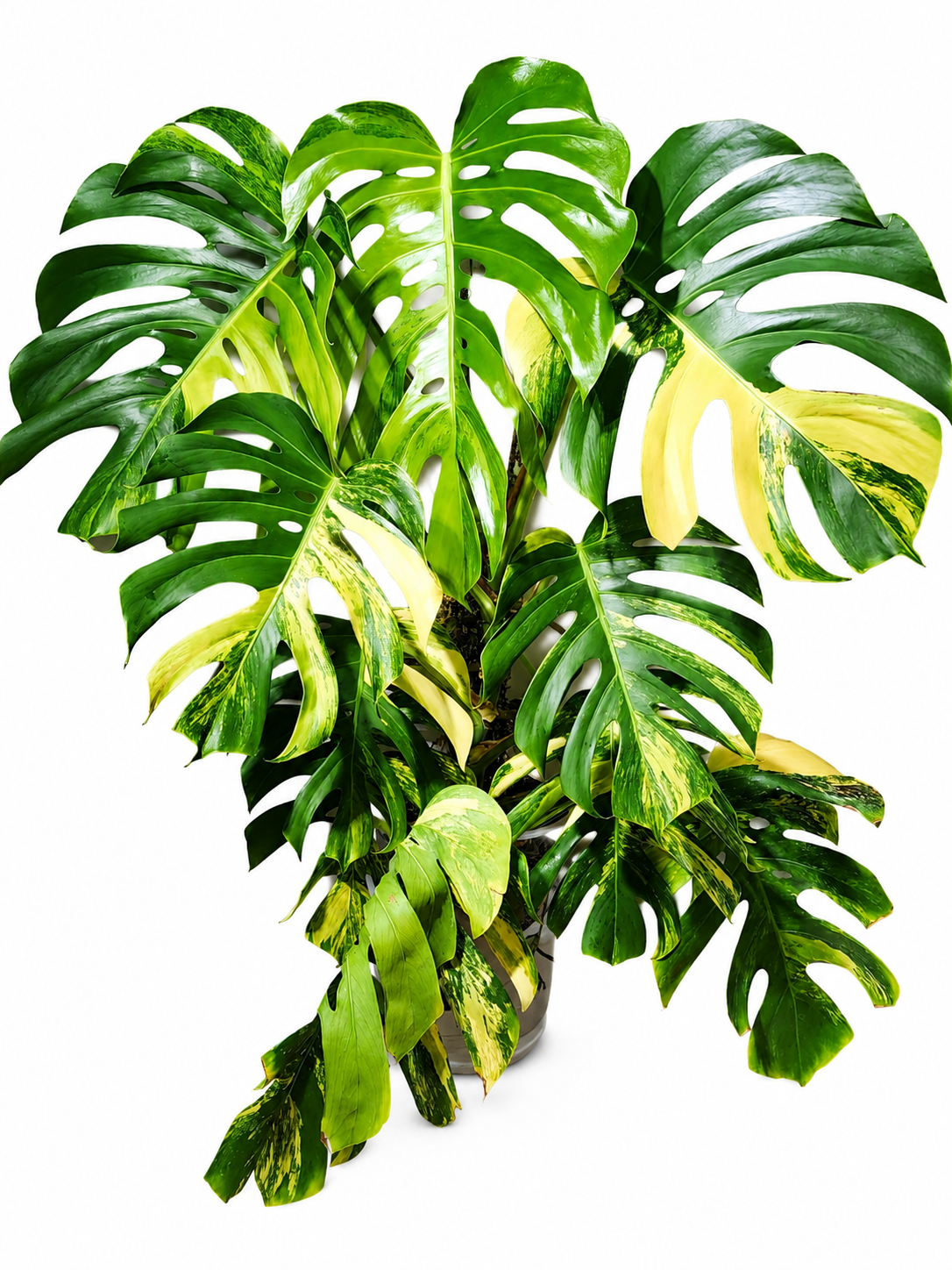 Monstera Borsigiana Aurea TC