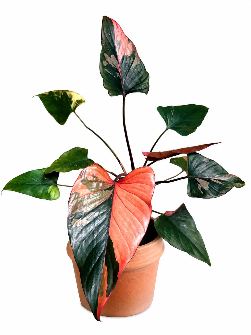 Homalomena Pink Diamond Variegated TC