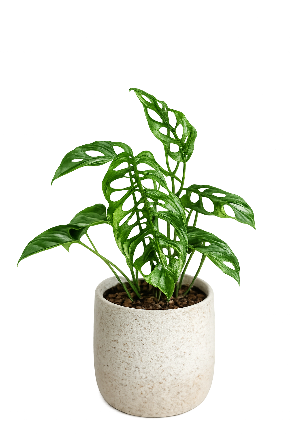 Monstera Obliqua Peru TC