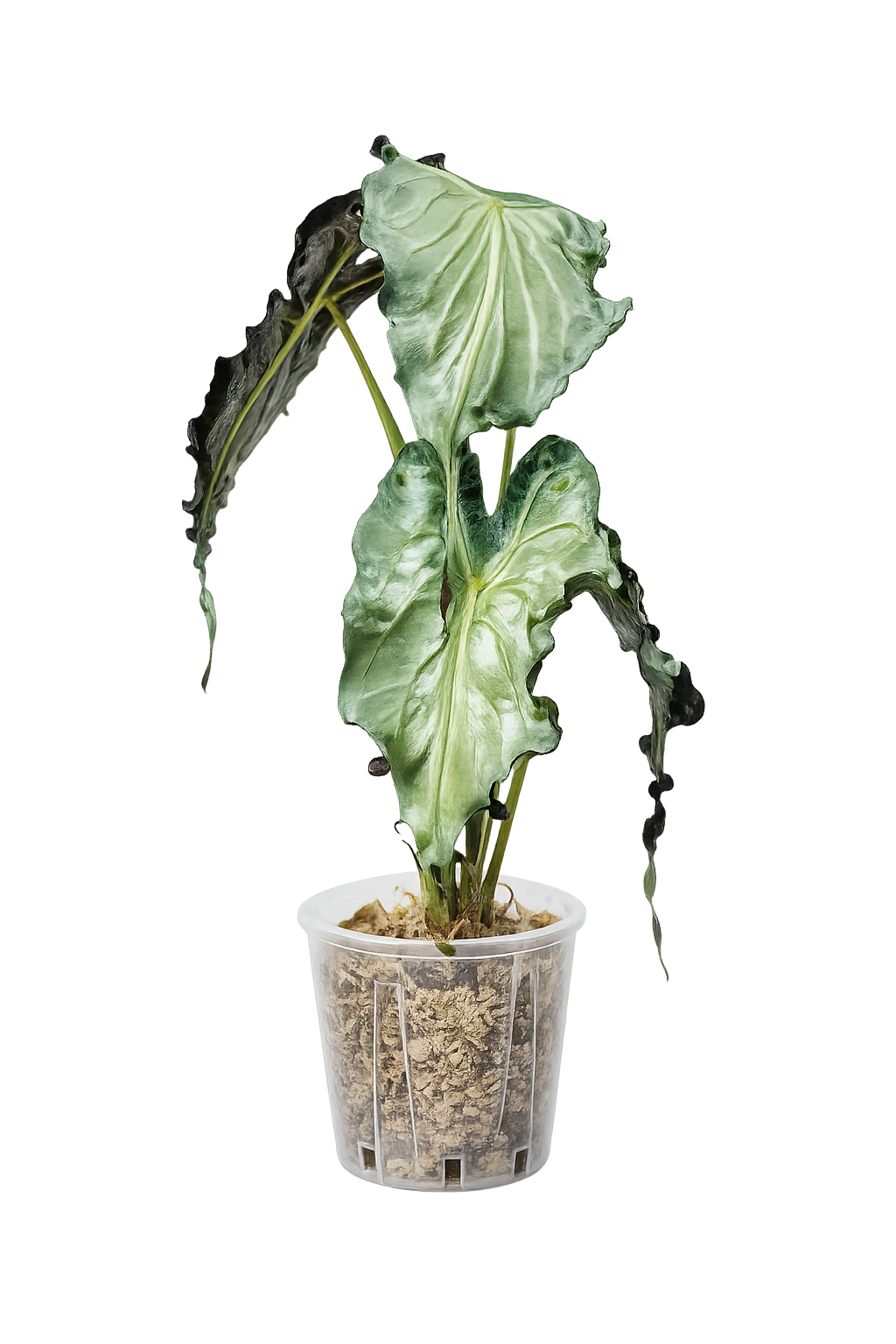 Alocasia Venom TC
