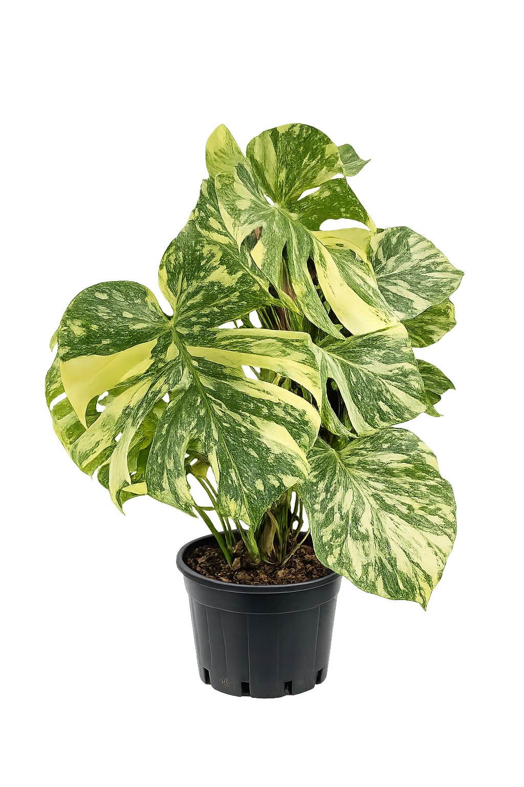 Monstera Cremé Brûlée TC