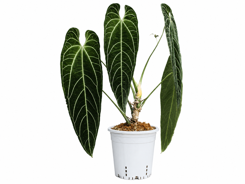 Anthurium Warocqueanum TC