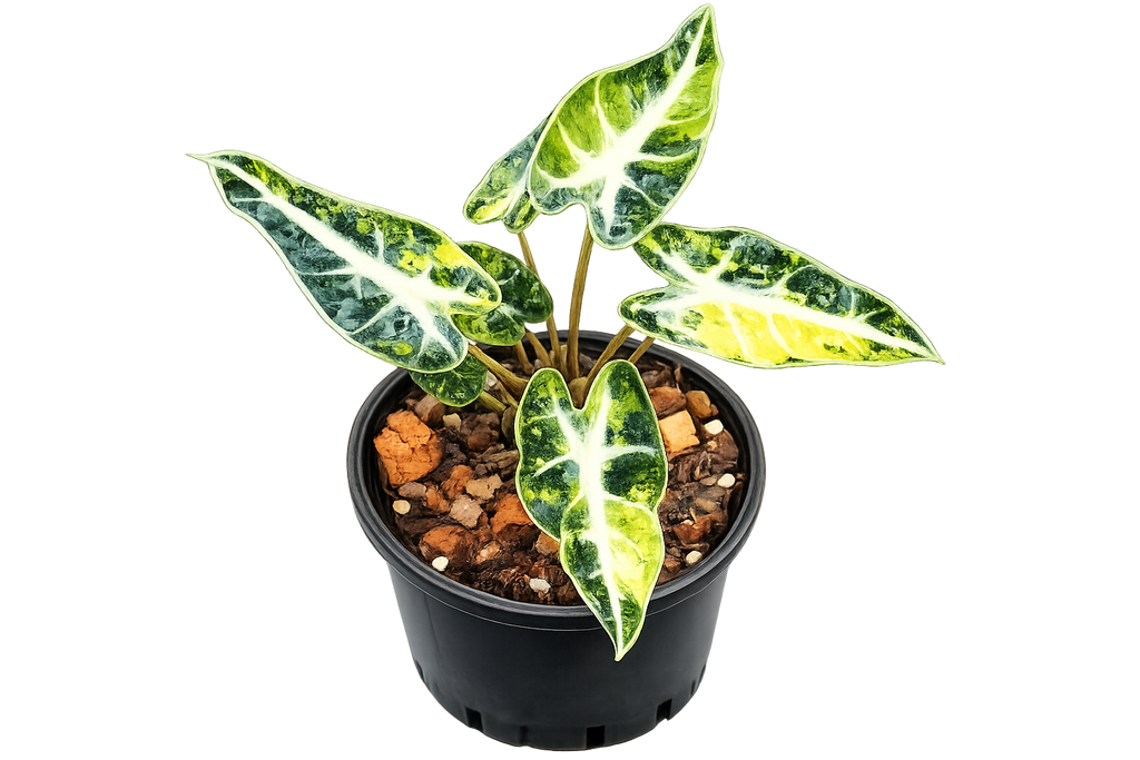 Alocasia Bambino Aurea TC