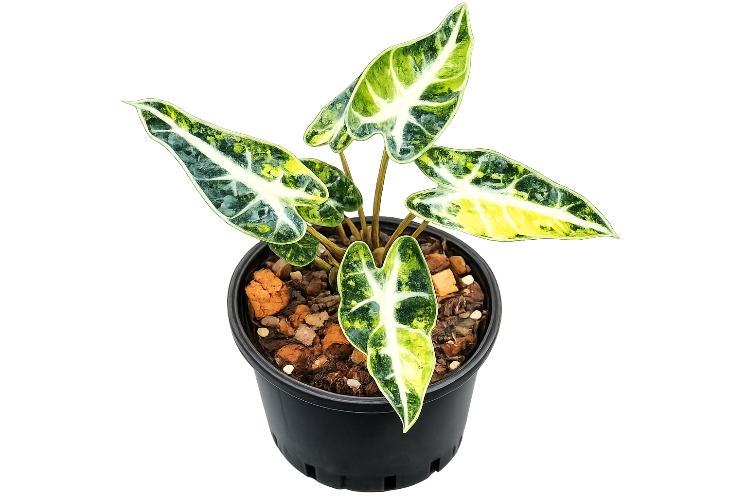 Alocasia Bambino Aurea TC