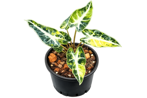 Alocasia Bambino Aurea TC