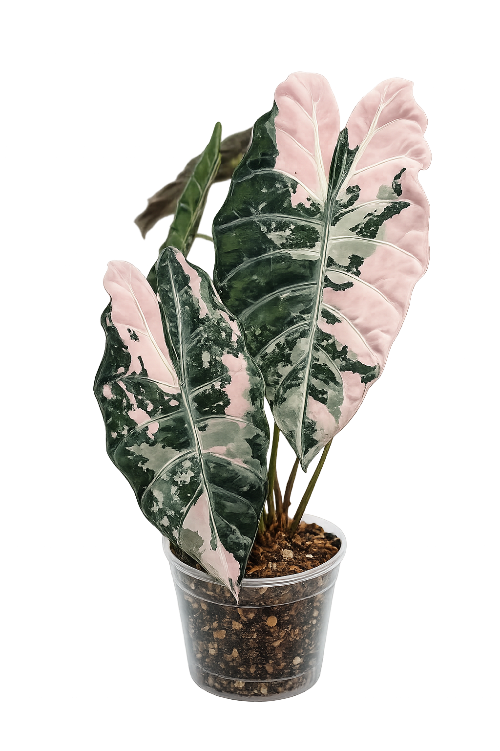Alocasia Chantrieri Albo Pink TC