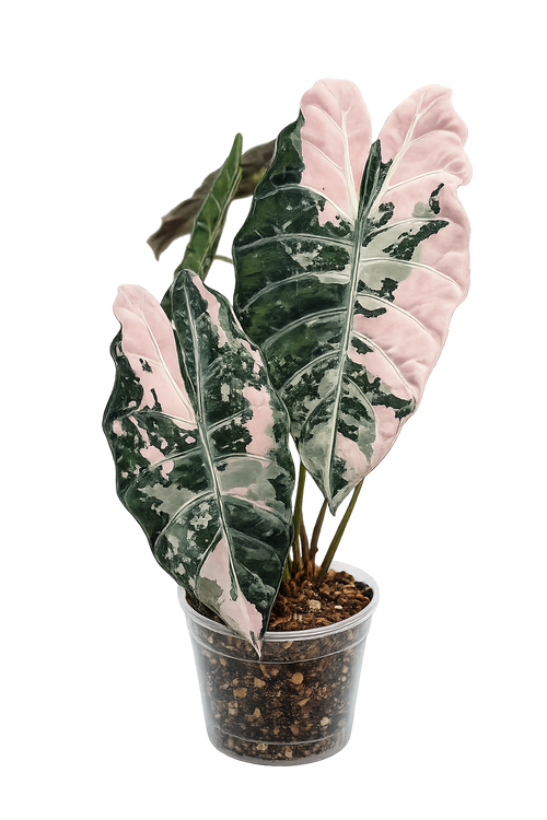 Alocasia Chantrieri Albo Pink TC