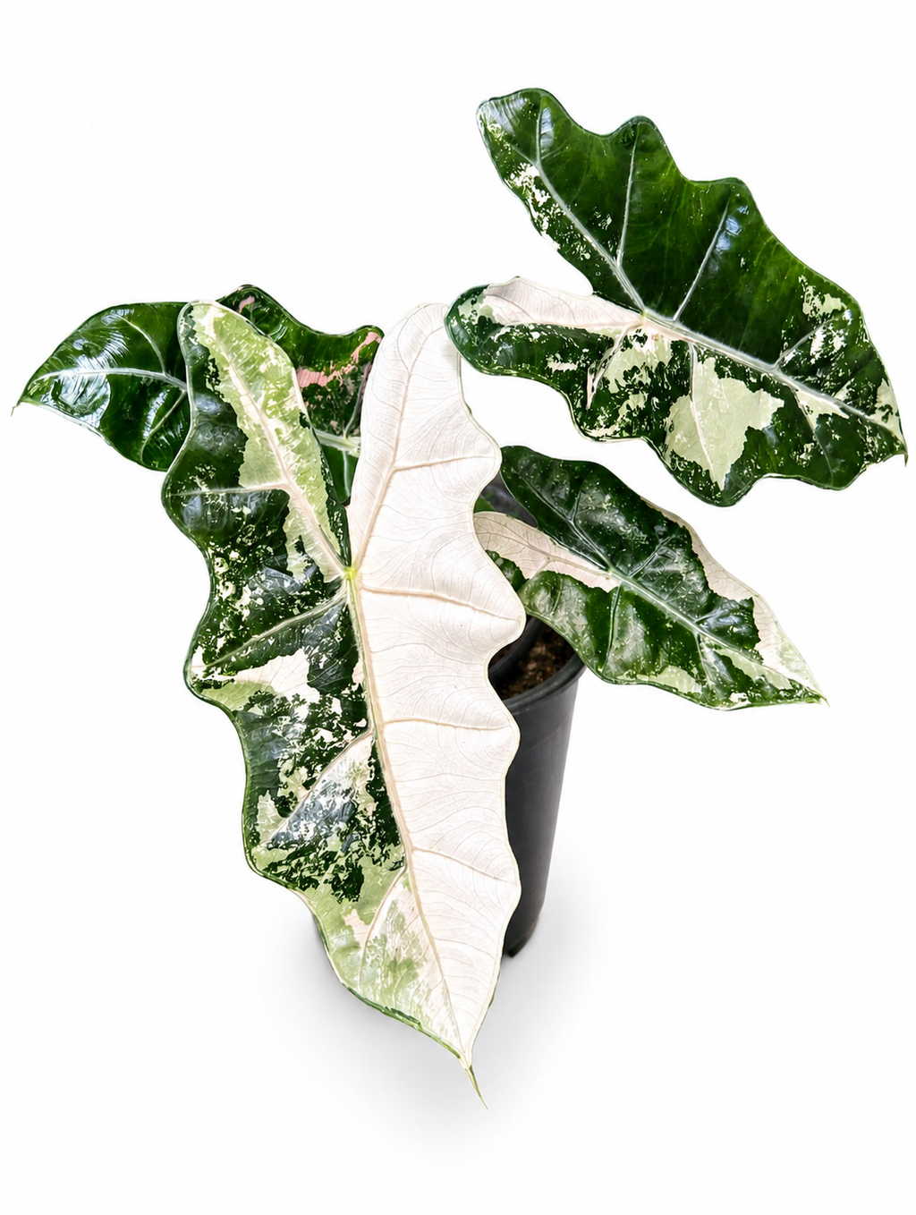 Alocasia Sanderiana Albo Pink TC
