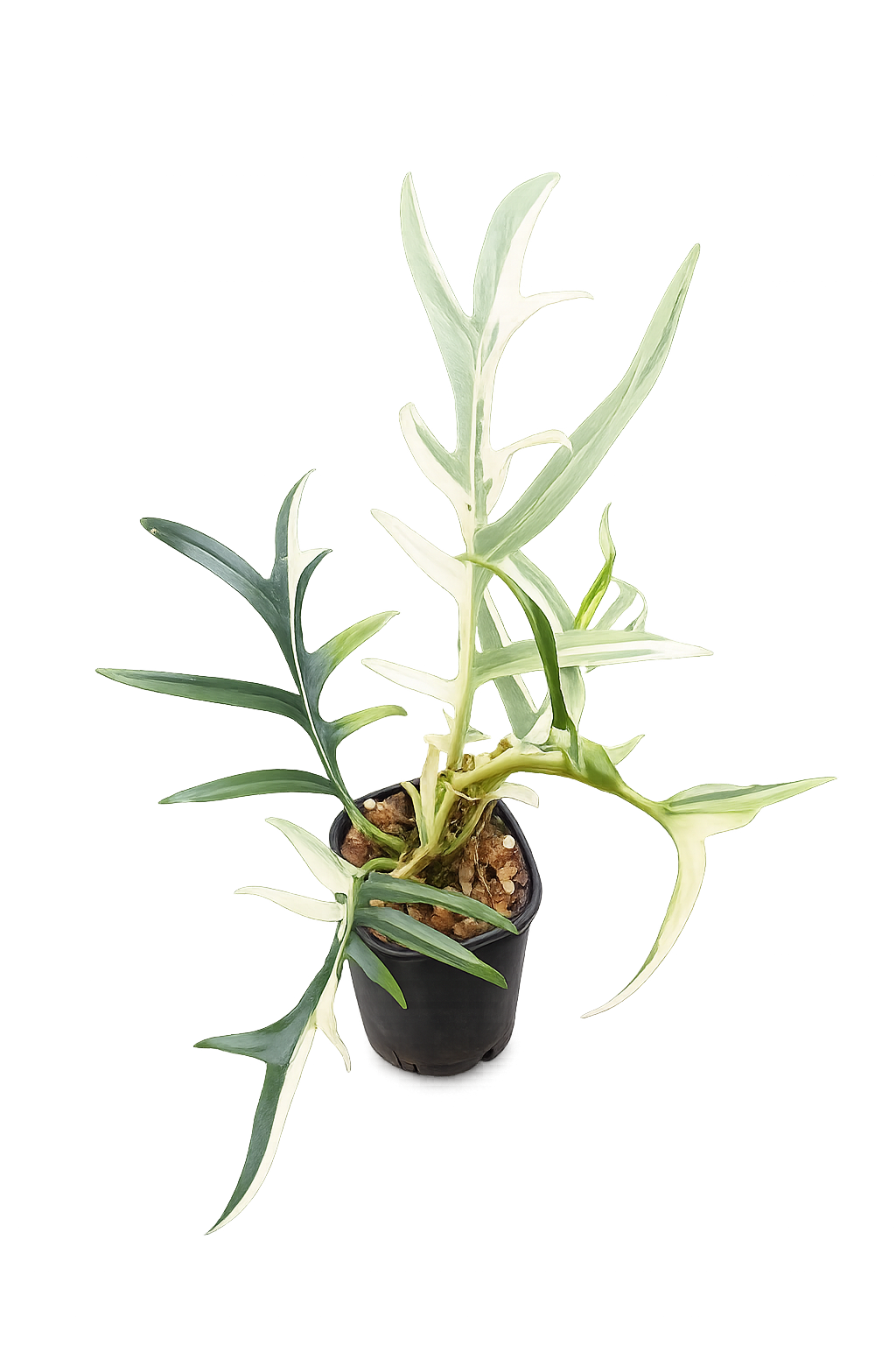 Philodendron Tortum Elegante Albo Variegated TC
