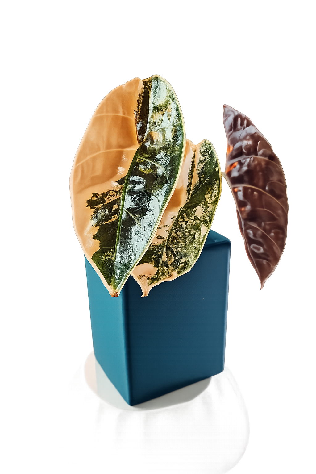 Alocasia Azlanii Aurea TC