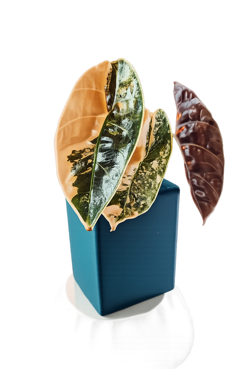 Alocasia Azlanii Aurea TC