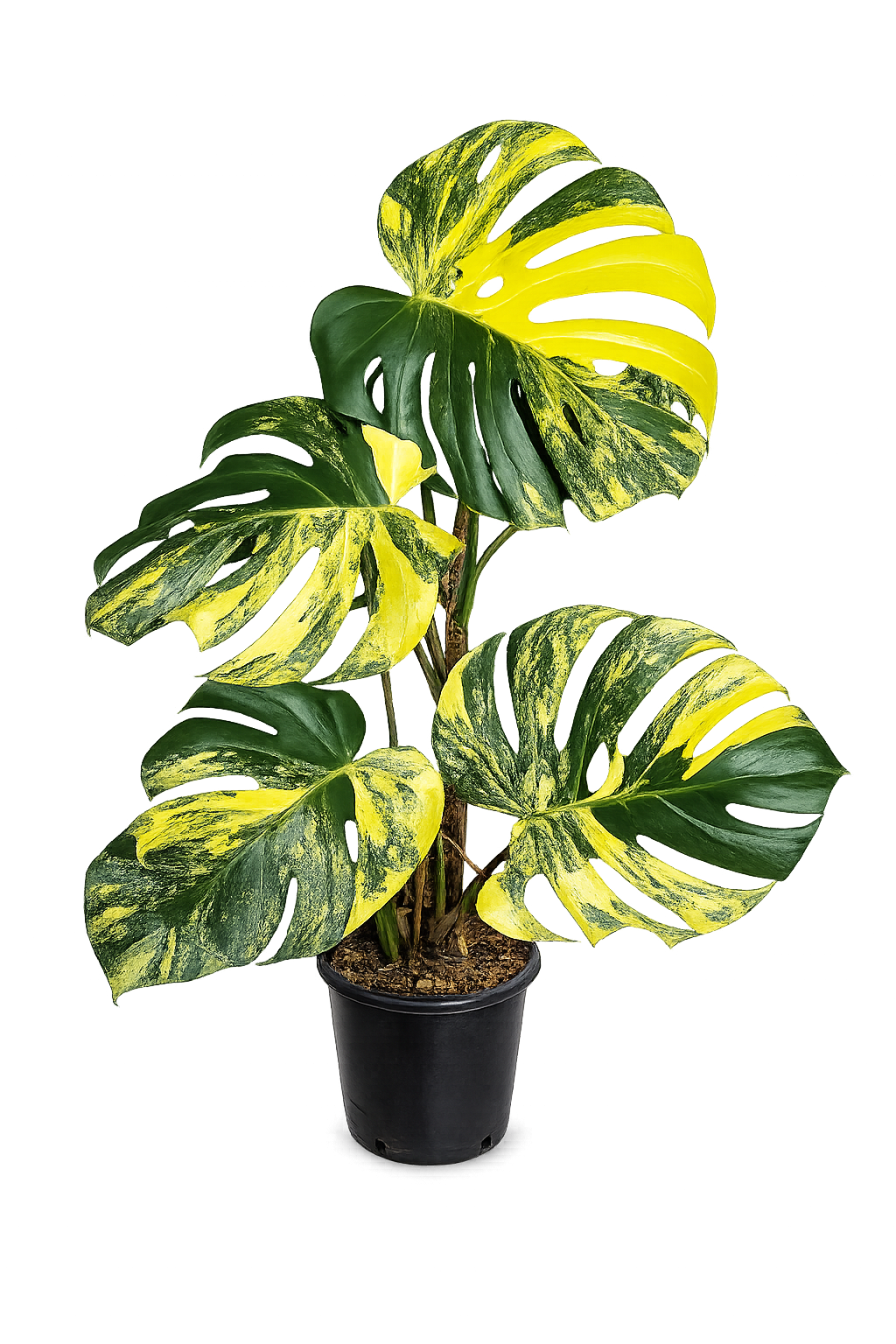 Monstera Yellow Marilyn TC