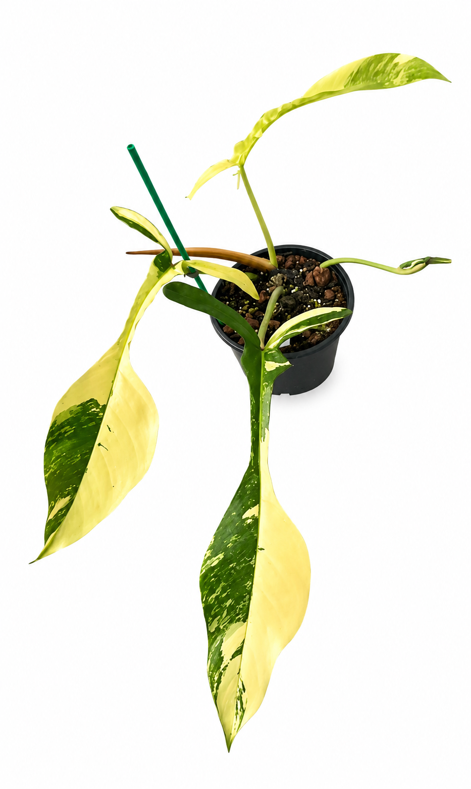 Philodendron Joepii Variegated (True ID) TC