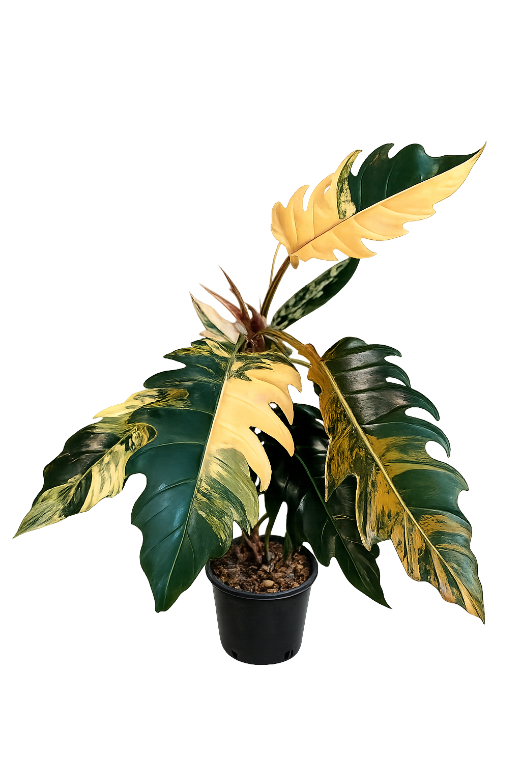Philodendron Caramel Marble TC
