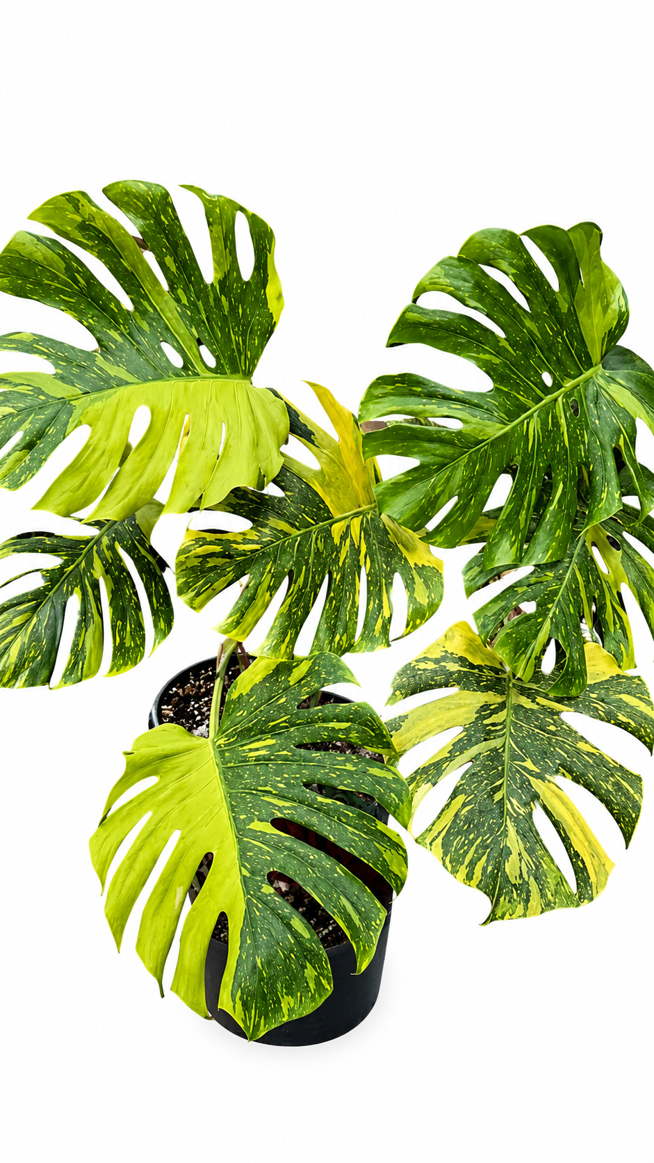 Monstera Electrolyte TC