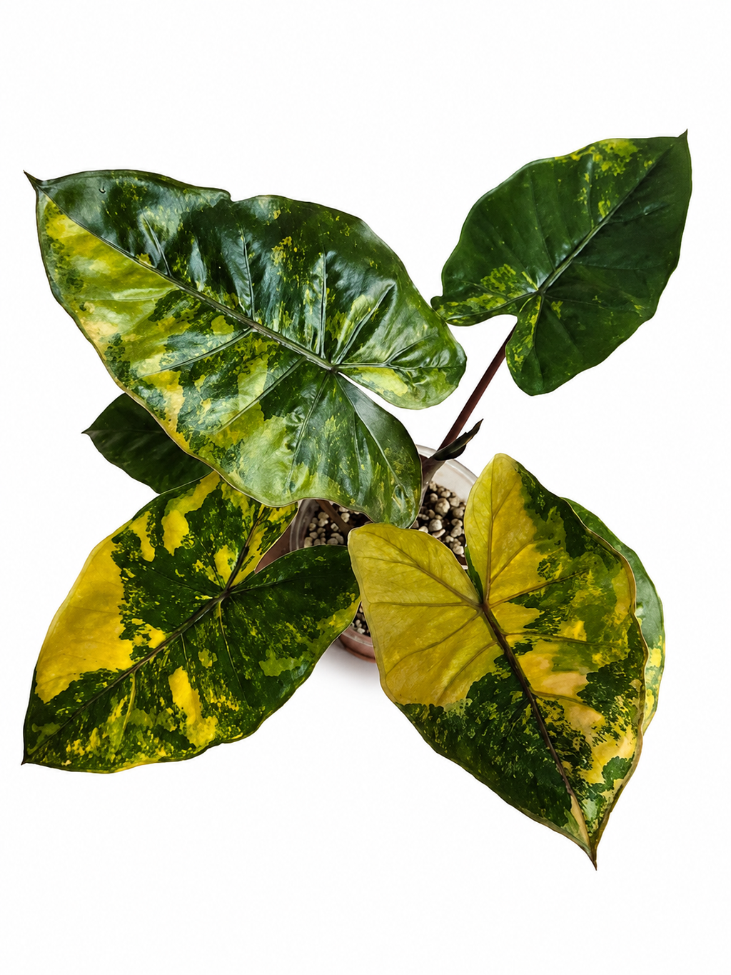 Alocasia Yucatan Princess Aurea TC