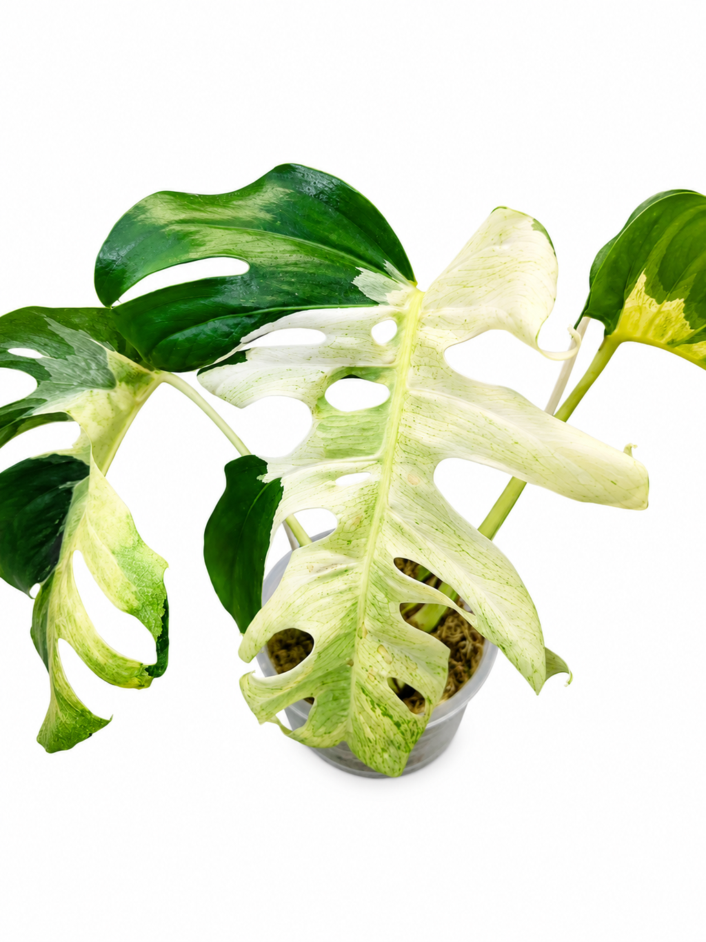 Monstera White Lava TC