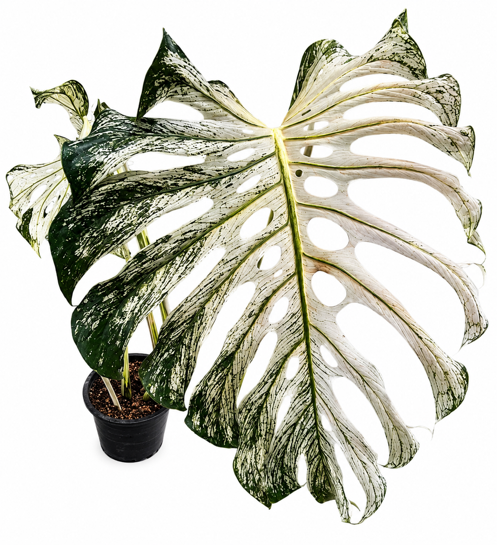 Monstera Devil Monster TC