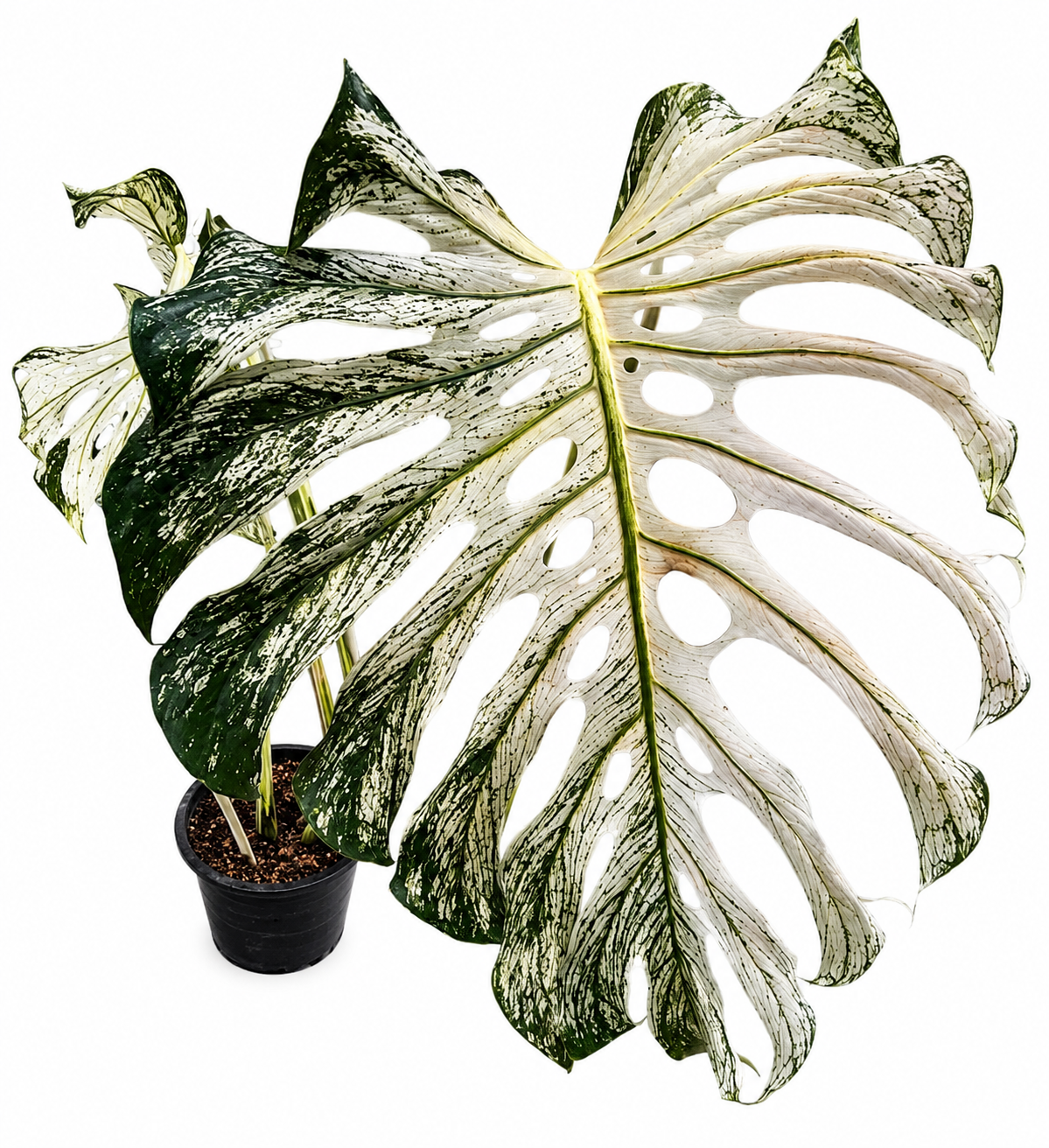 Monstera Devil Monster TC