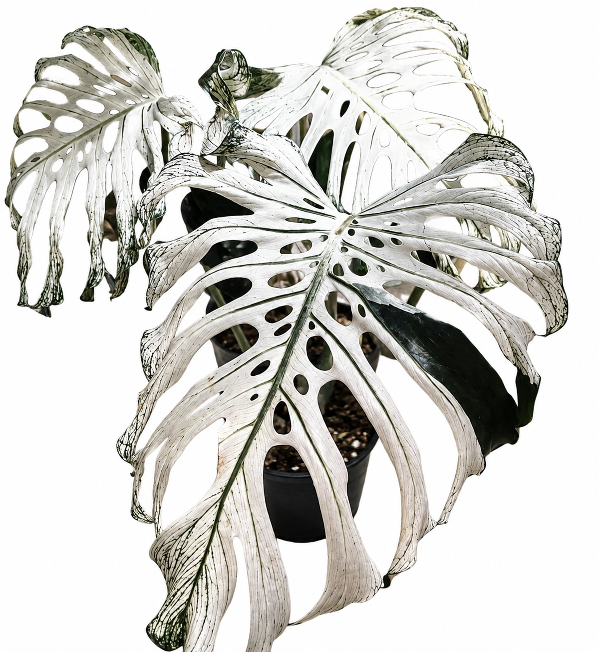 Monstera Devil Monster TC