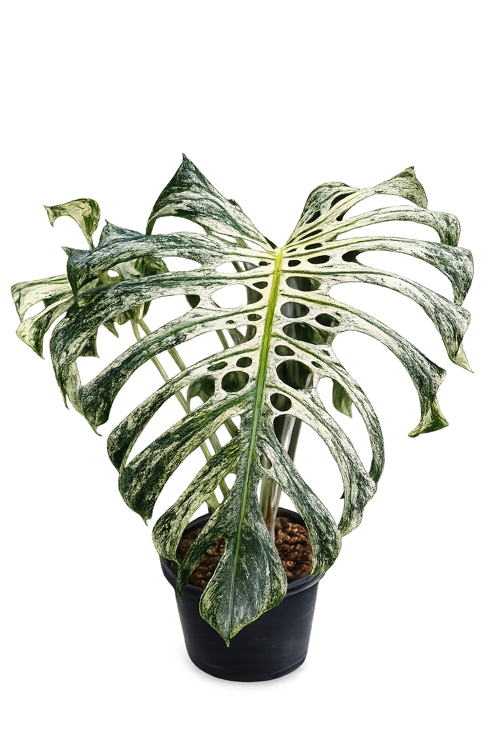 Monstera Devil Monster TC