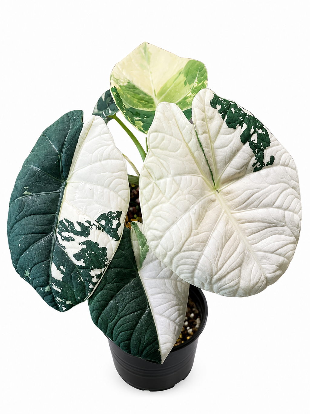 Alocasia Maharani Albo TC