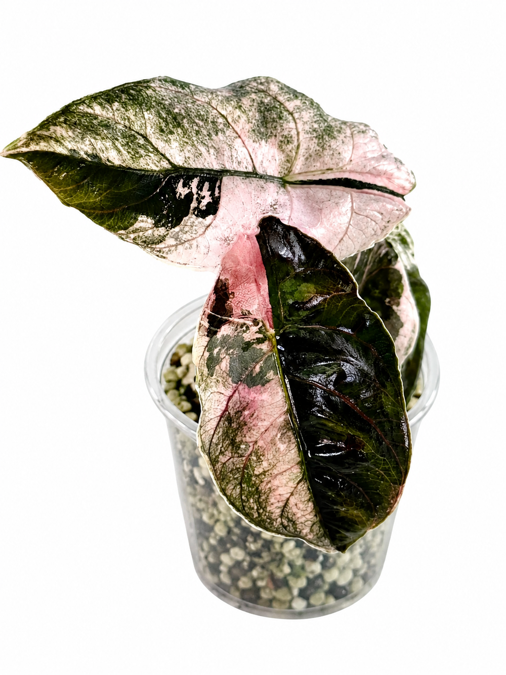 Alocasia Azlanii Albo TC