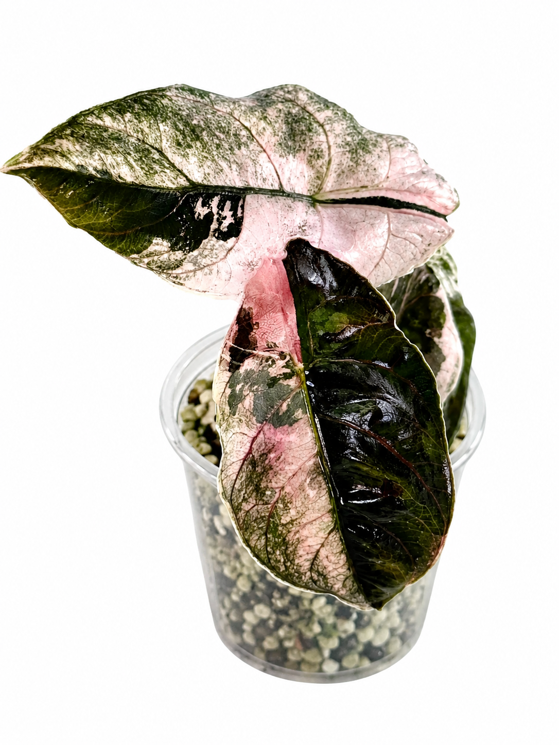 Alocasia Azlanii Albo TC