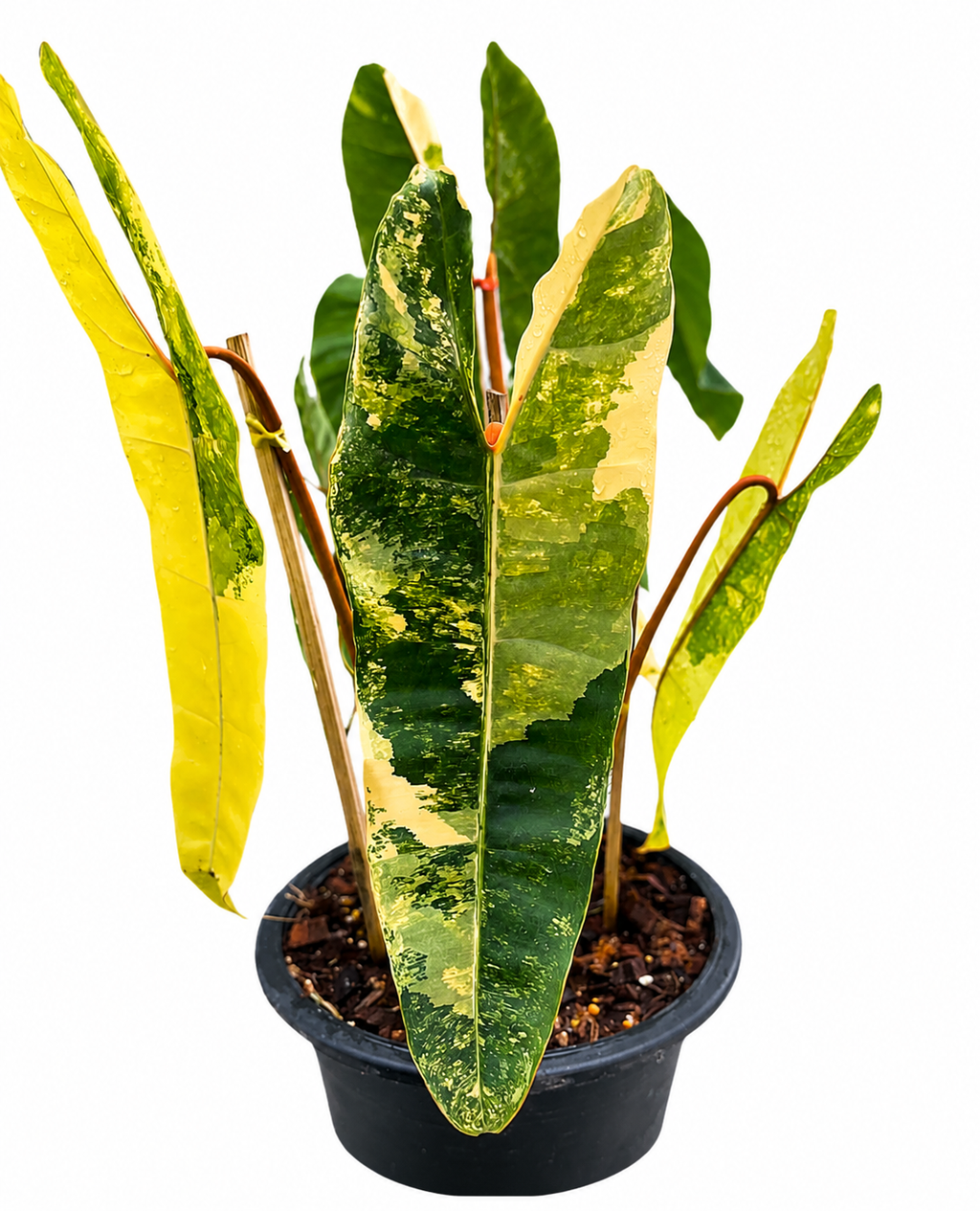 Philodendron Billietiae Variegated TC