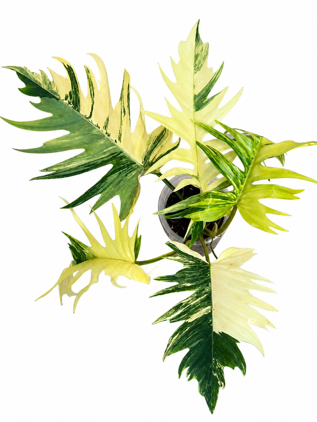 Philodendron Florida Beauty x Tortum Variegated TC
