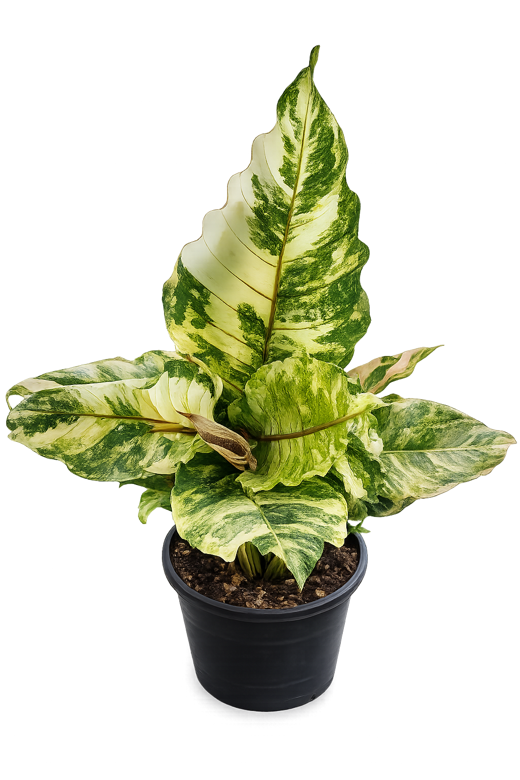 Anthurium Renaissance Variegated TC
