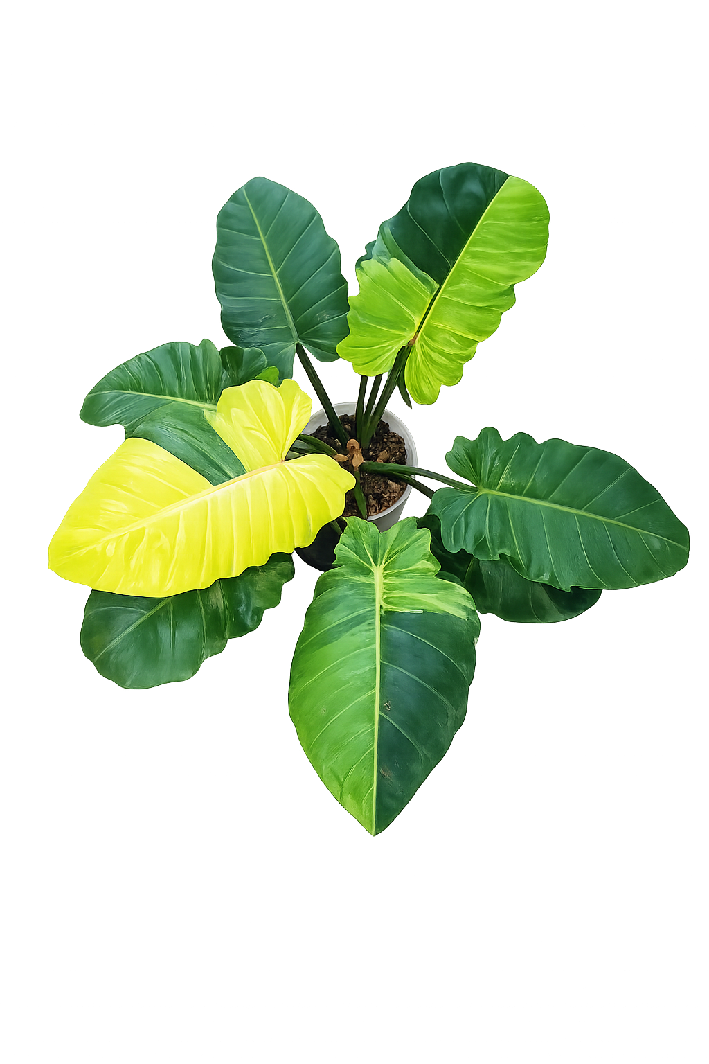 Philodendron Jungle Fever TC