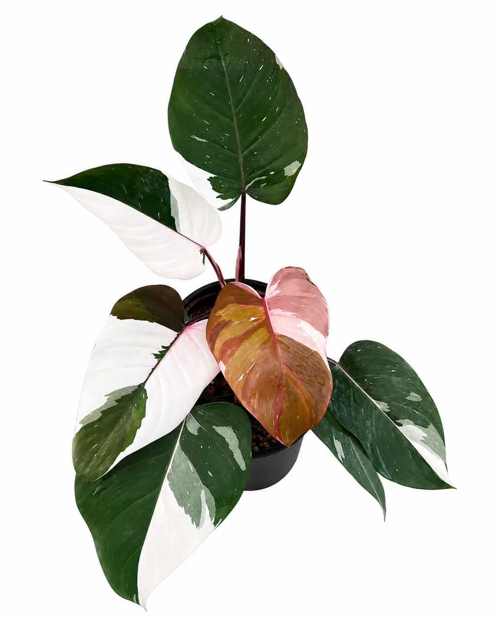 Philodendron Red Anderson TC