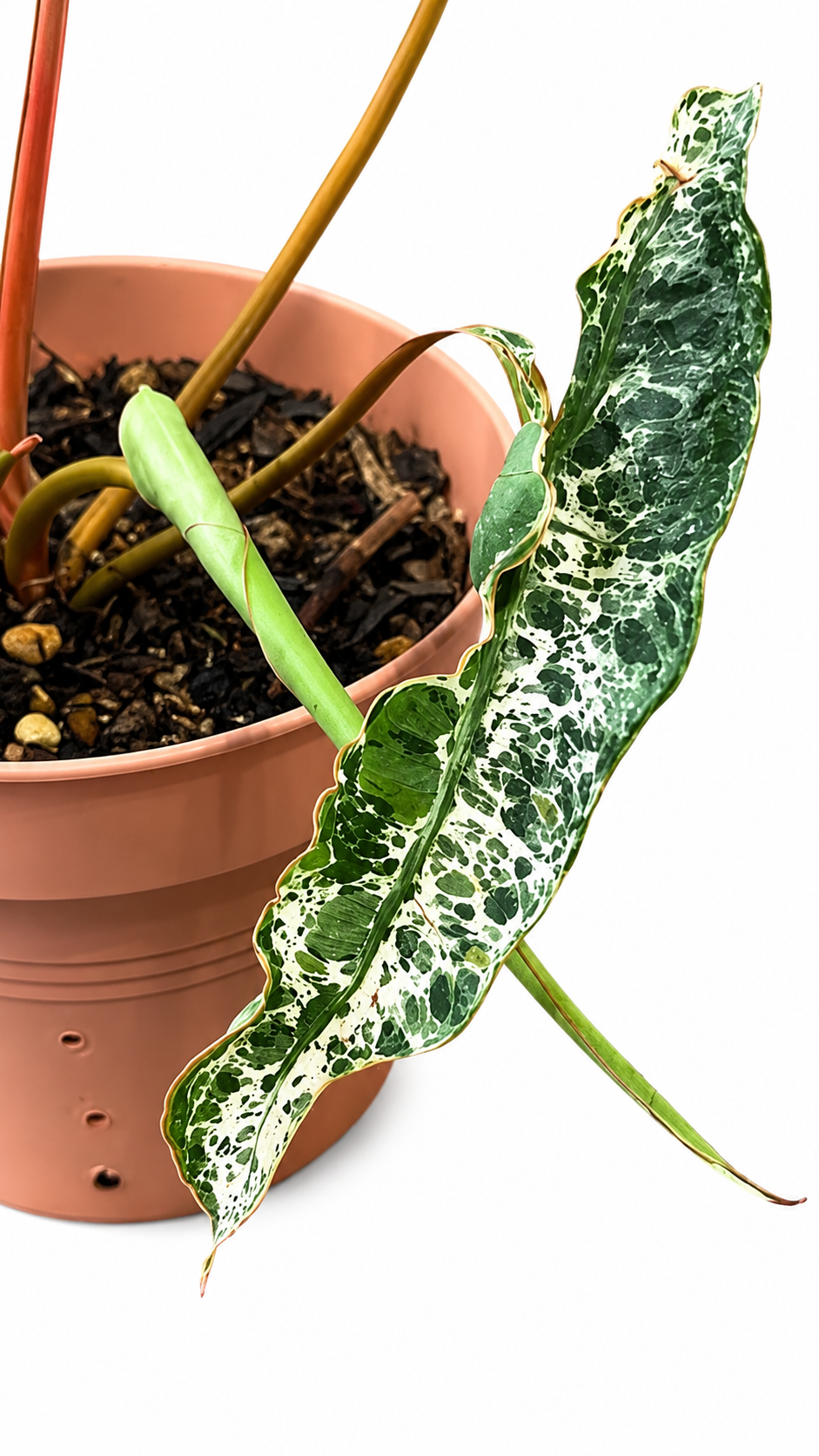 Philodendron Billietiae Variegated Mutation TC