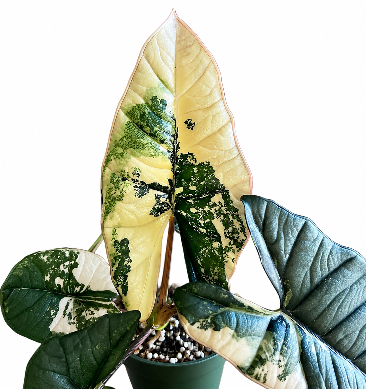 Alocasia Platinum Albo TC
