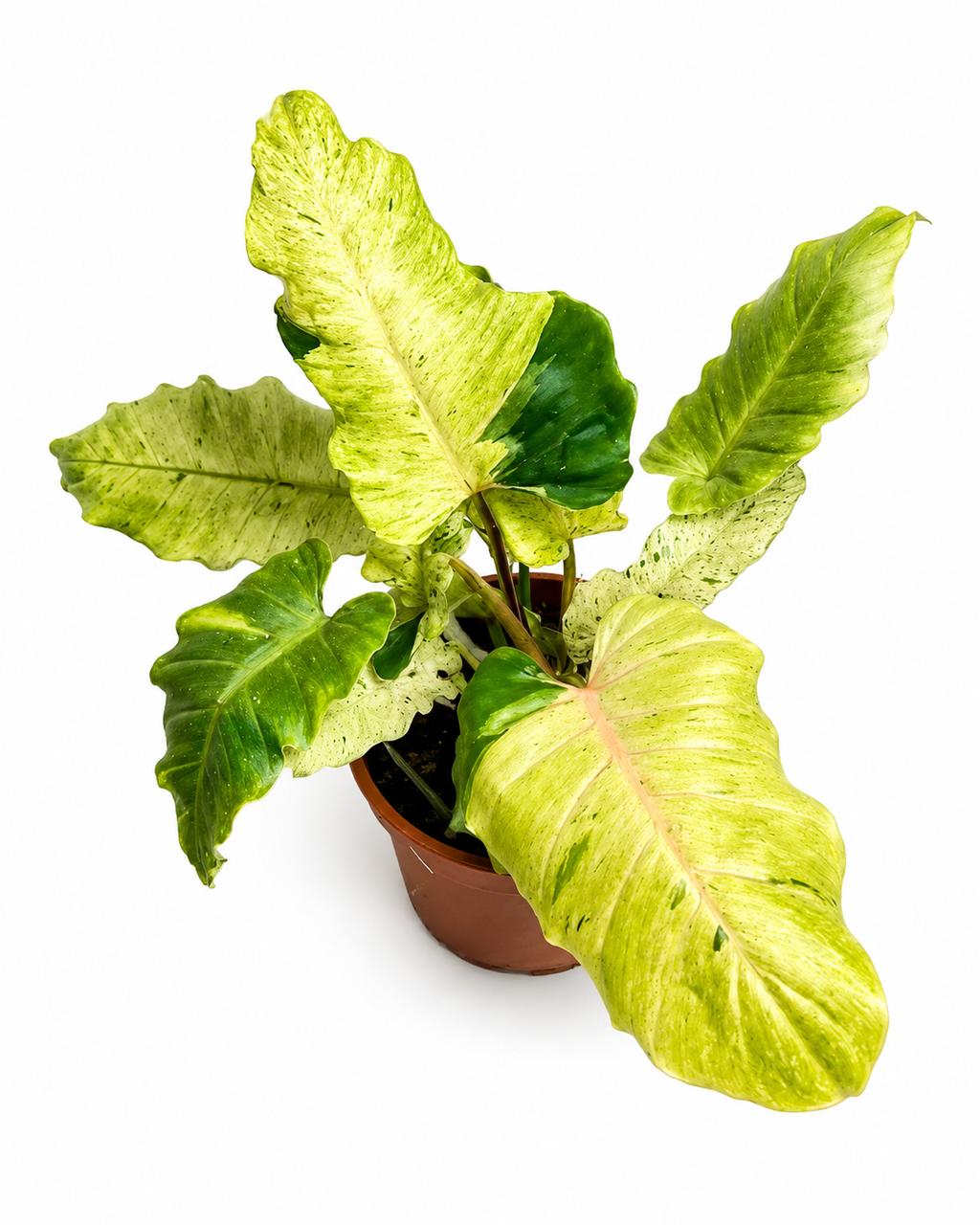 Philodendron Snowdrift Variegated TC