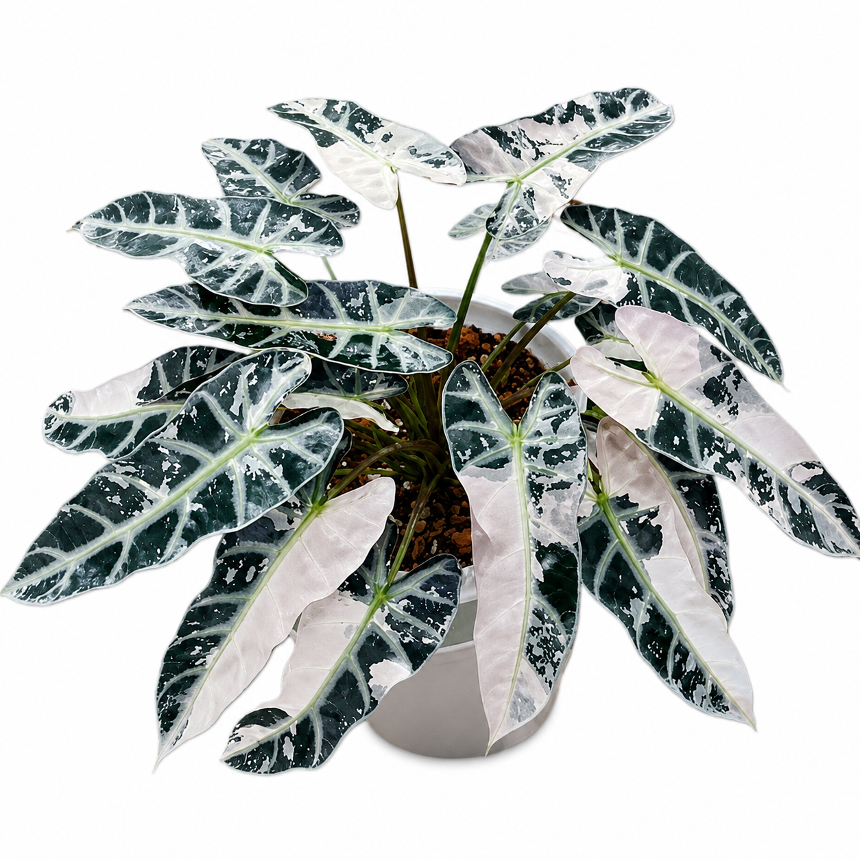 Alocasia Bambino Albo Pink TC