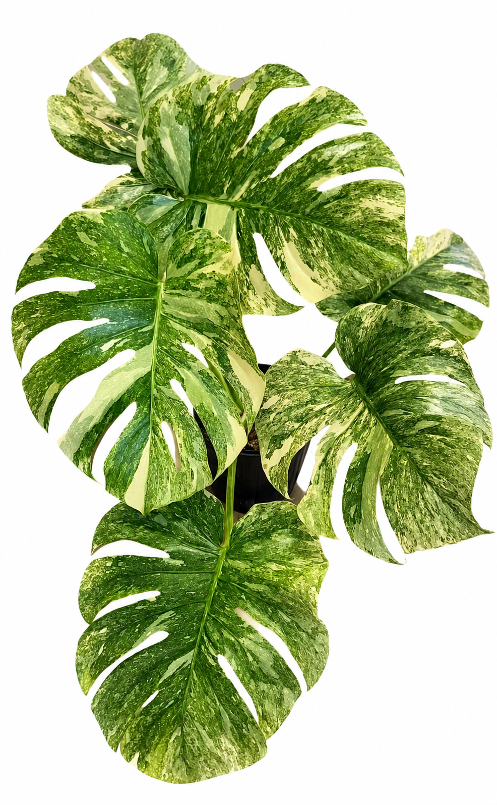 Monstera Legacy TC