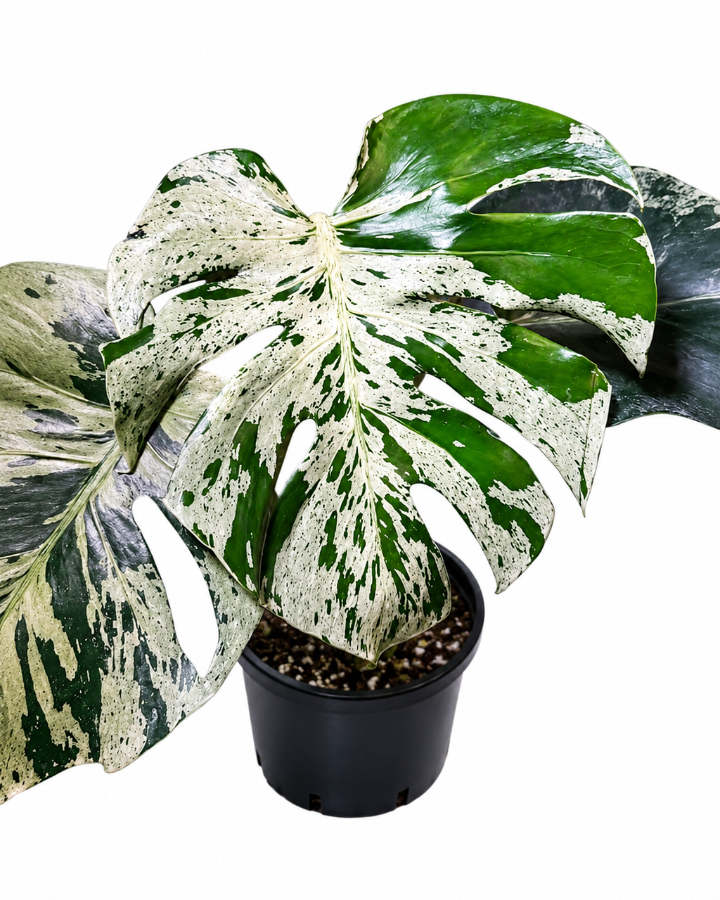 Monstera Bulbasaur TC