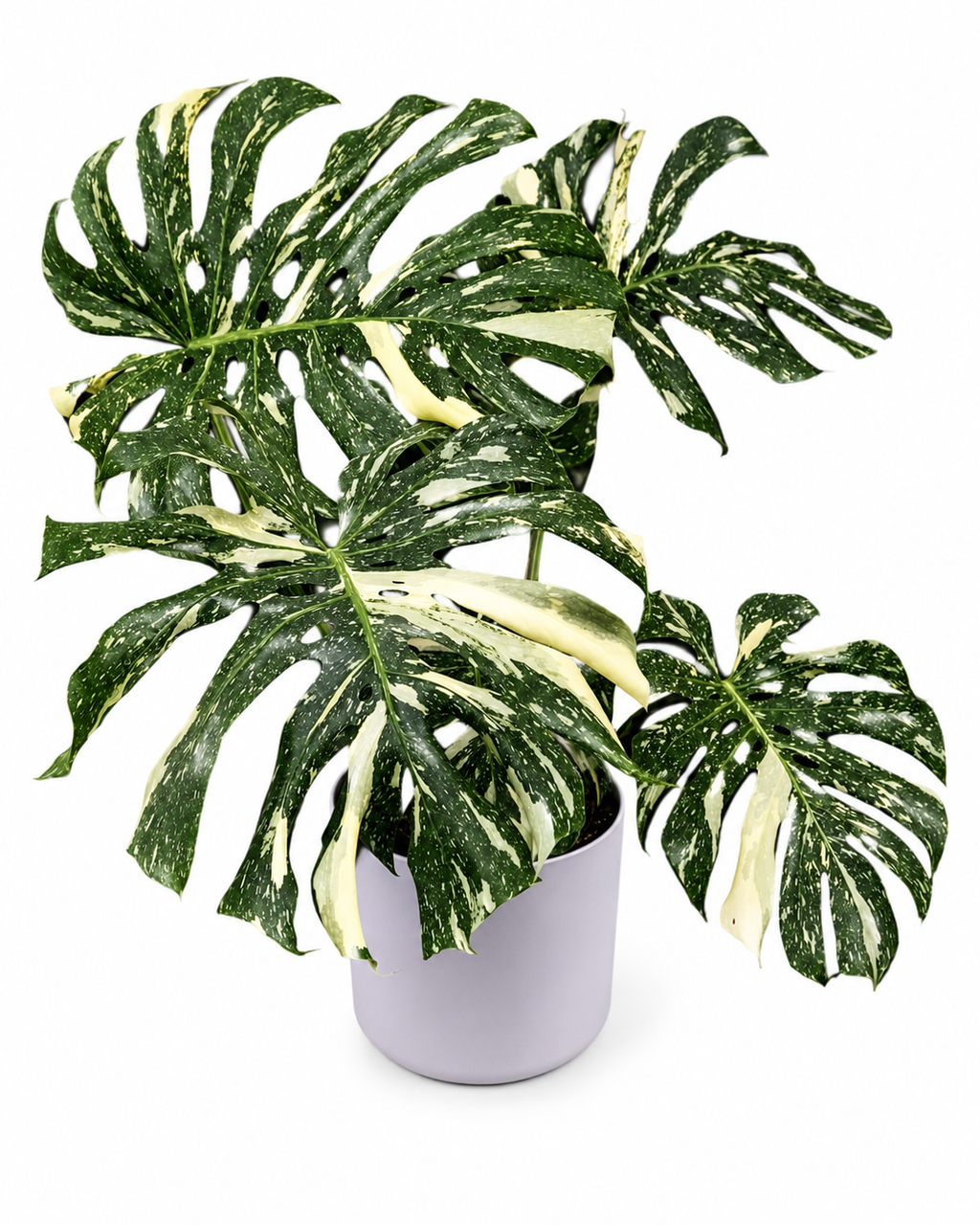 Monstera Thai Con TC