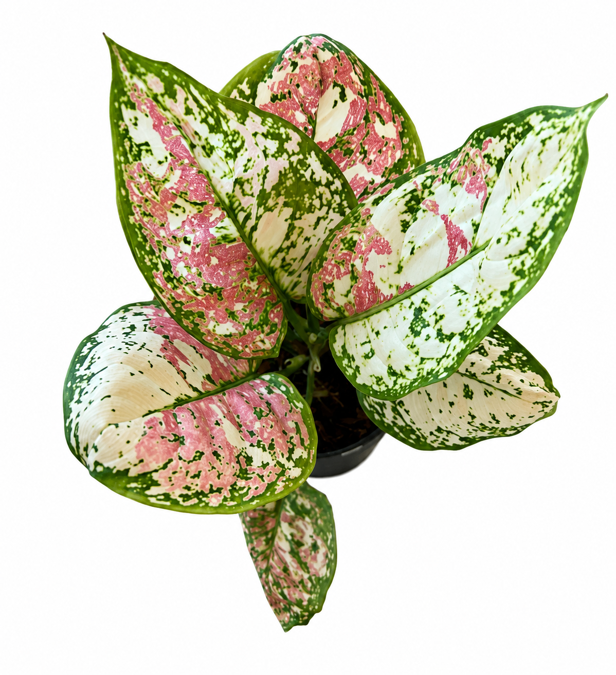 Aglaonema Anyamanee Tricolour