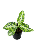 Aglaonema Pictum Tricolour