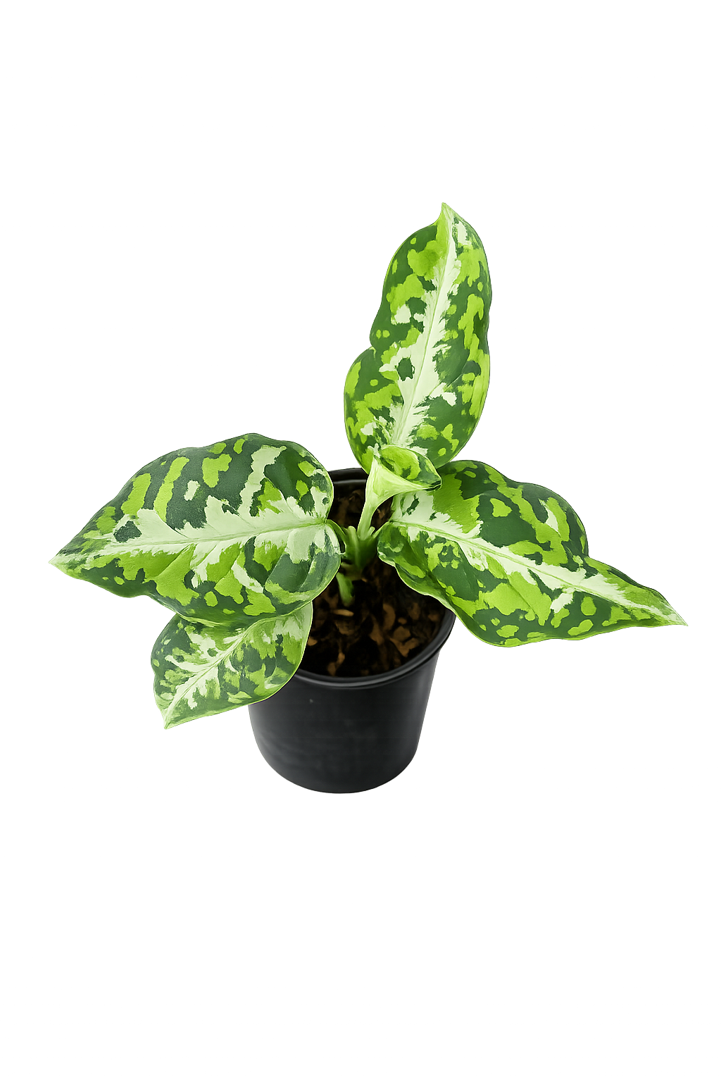 Aglaonema Pictum Tricolour