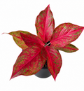Aglaonema Red Hybrid 001