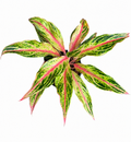 Aglaonema Cocomelon