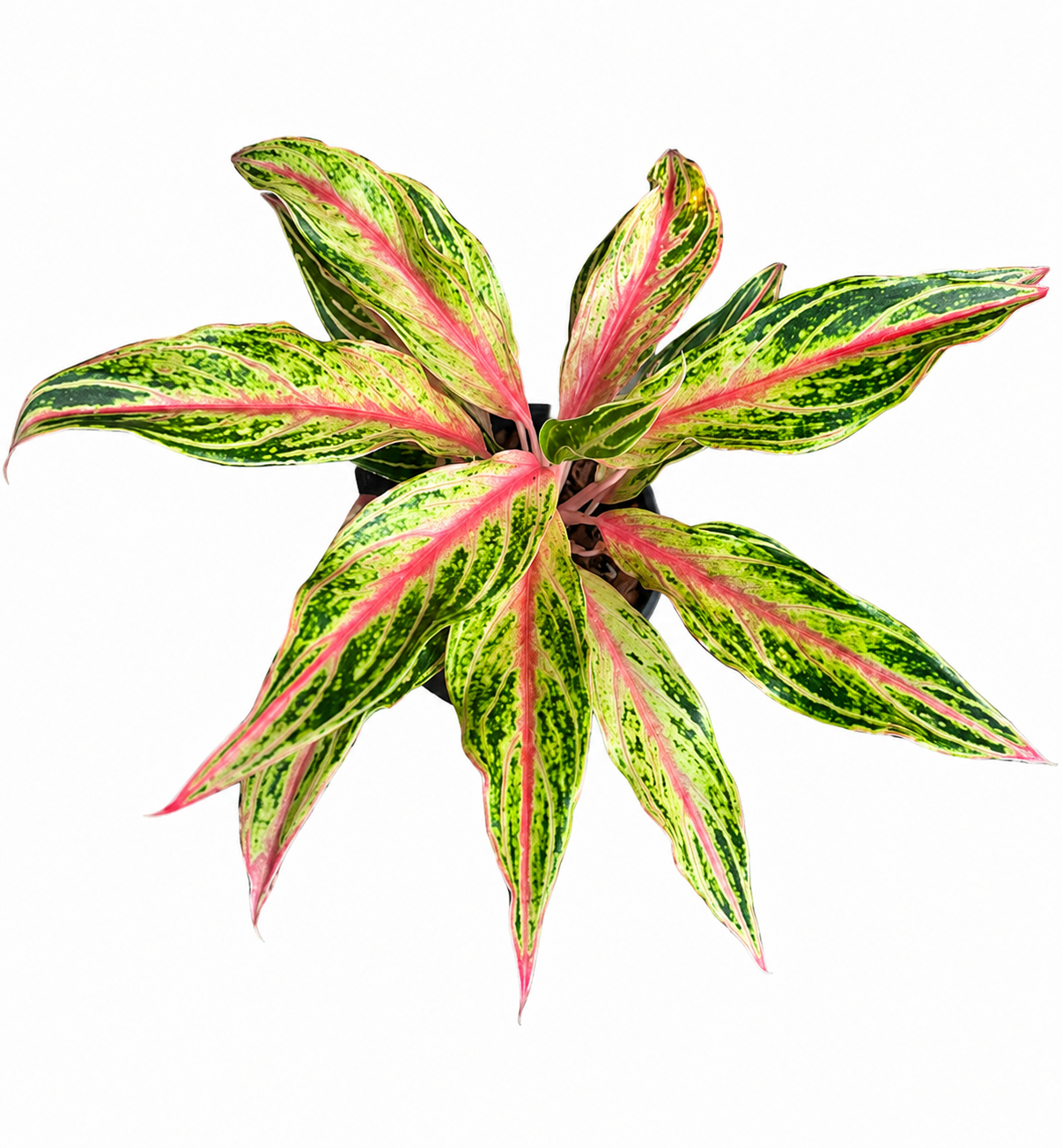 Aglaonema Cocomelon