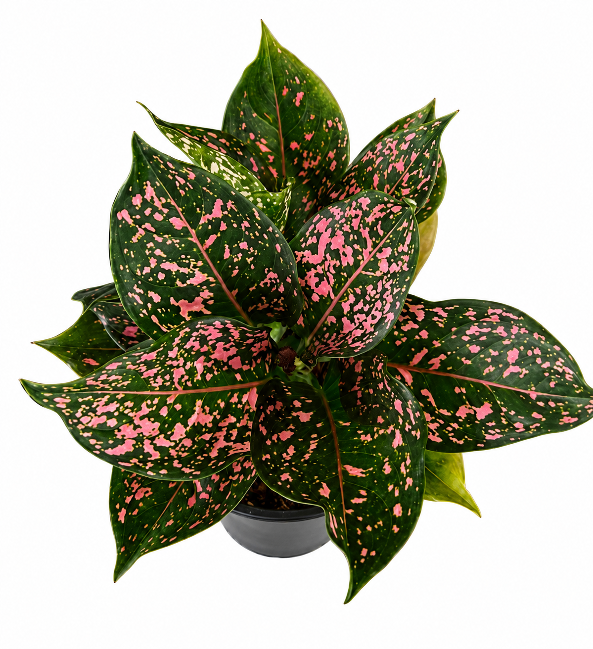 Aglaonema Pink Dalmation
