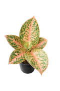 Aglaonema Orange Stardust